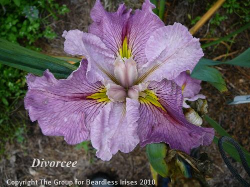 Divorcee (1)